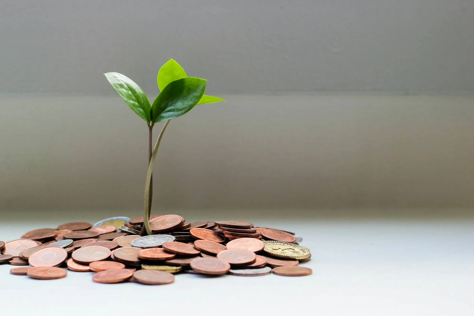 Seedling growing from a pile of coins, illustrating what affects life insurance rates for a North Chicago budget